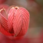 japanese snowball, autumn color, leaves-8360060.jpg